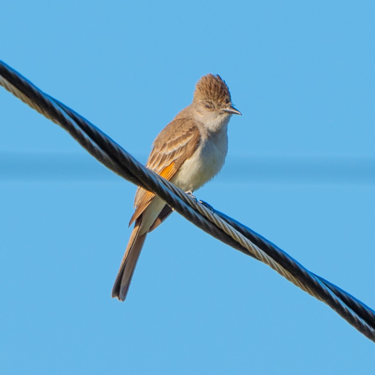 Ash-throated Flycatcher - ML620175990