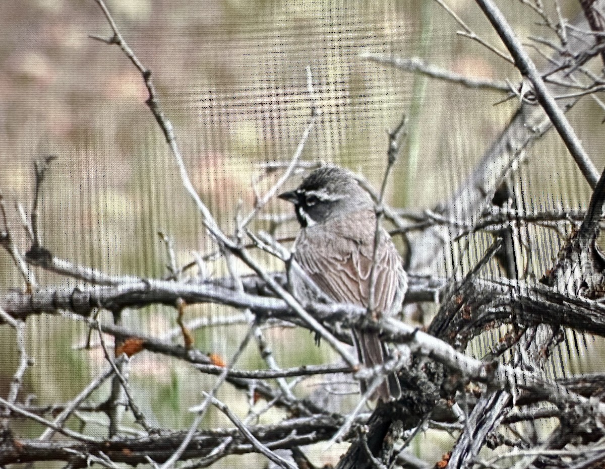 Black-throated Sparrow - ML620175997