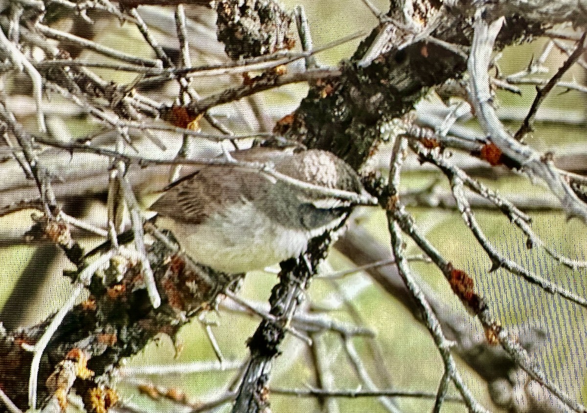 Black-throated Sparrow - ML620175998