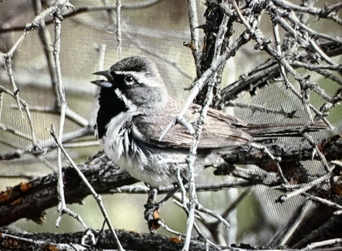 Black-throated Sparrow - ML620175999