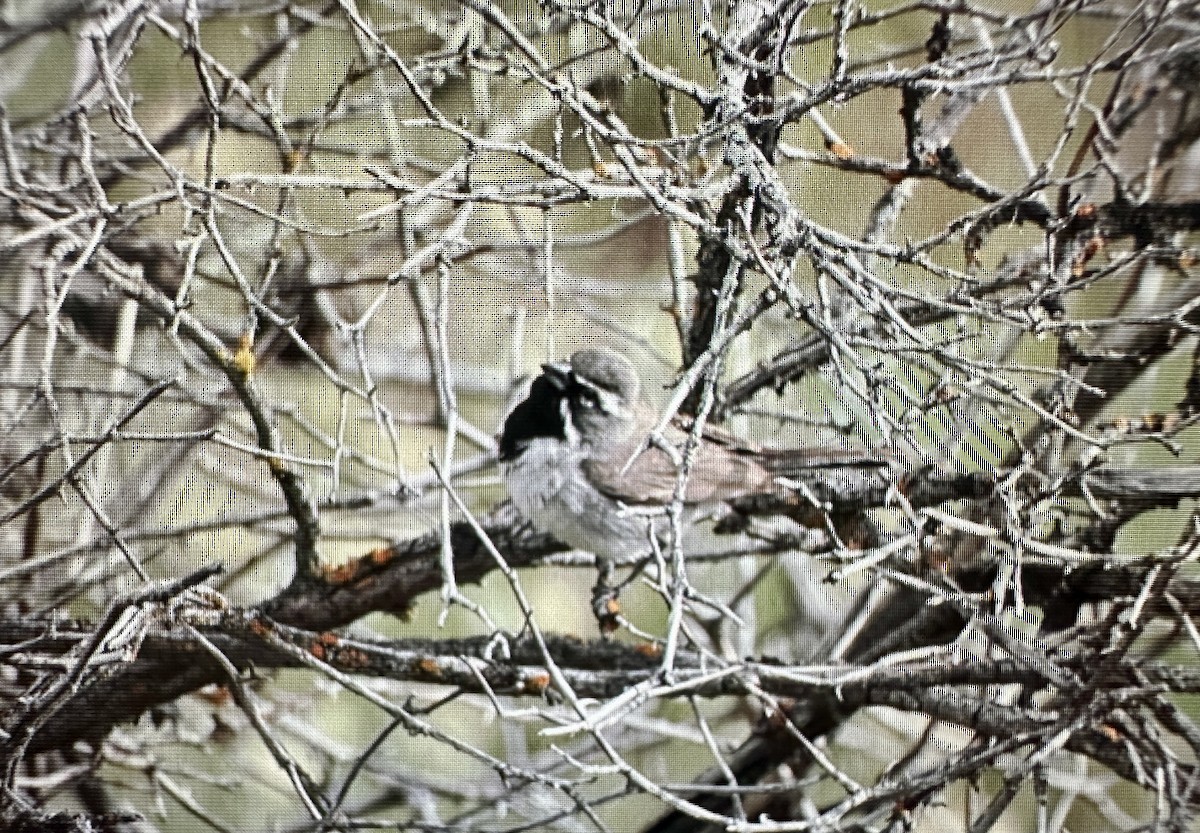 Black-throated Sparrow - ML620176000
