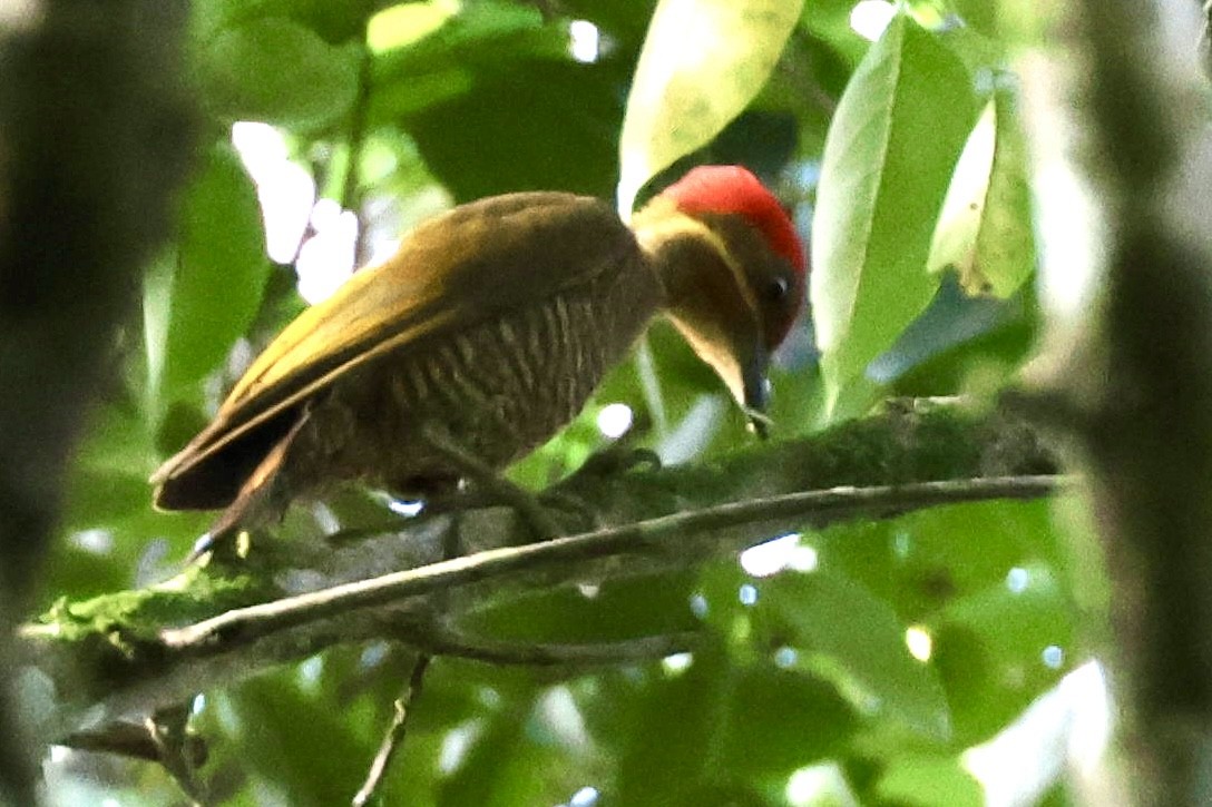 Golden-green Woodpecker - ML620176003