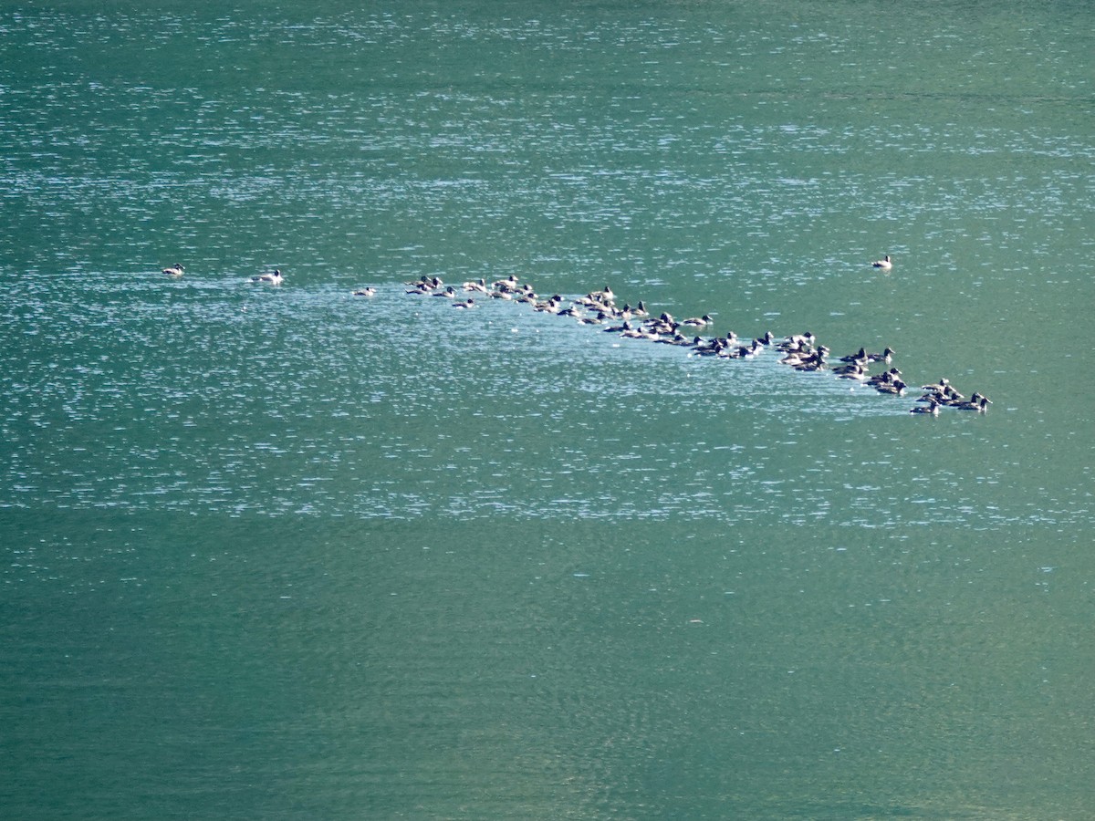 White-winged Scoter - Chuck  Mitchell