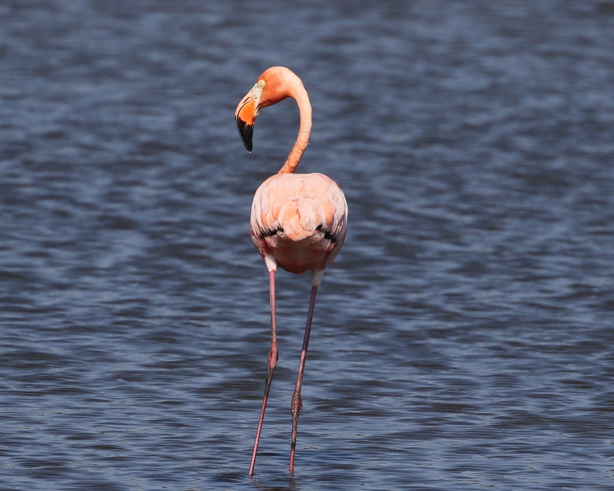 American Flamingo - ML620176009