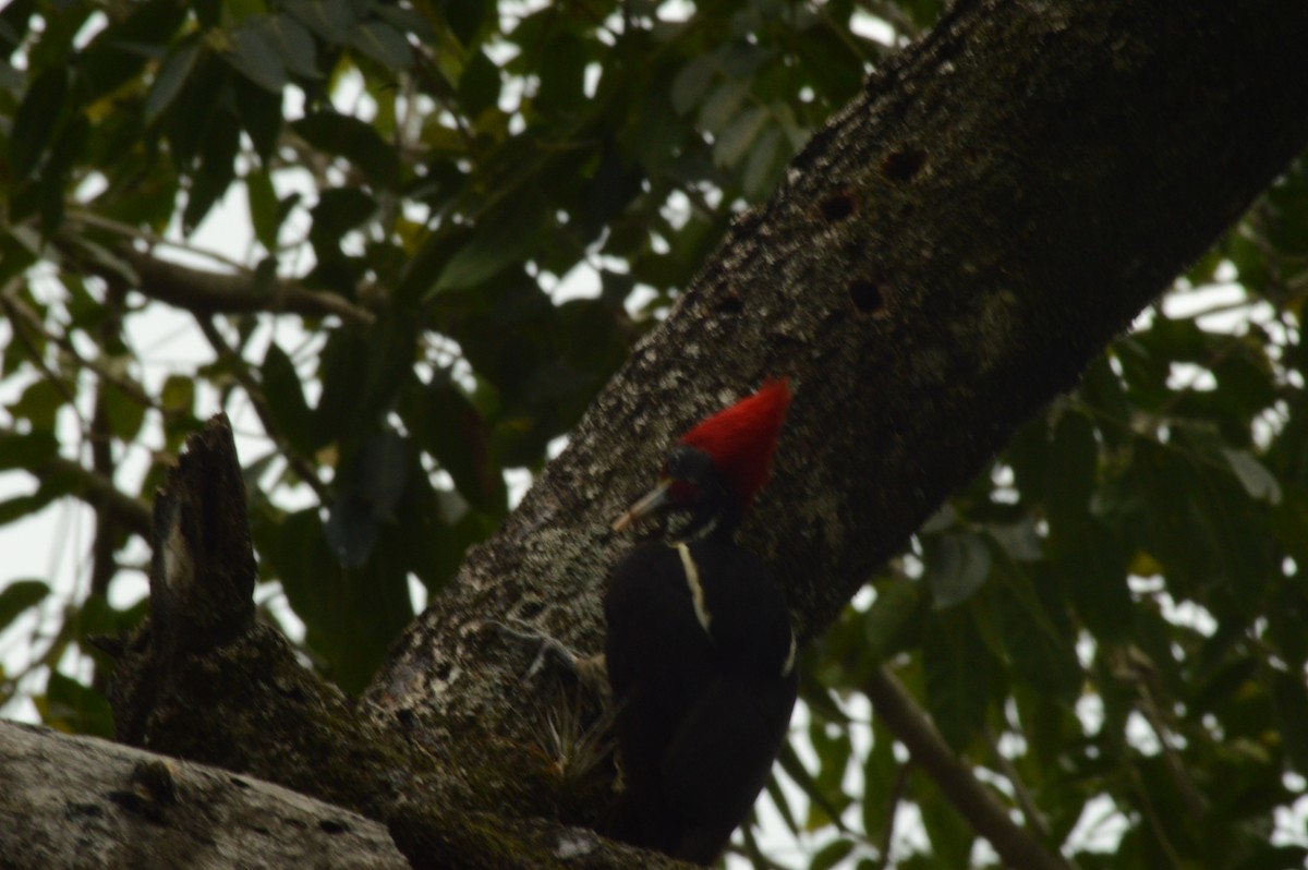 Lineated Woodpecker - ML620176010