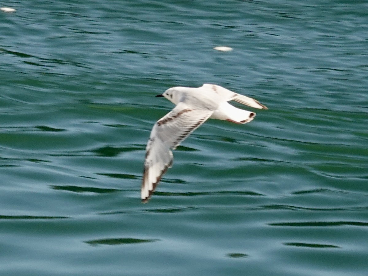 Bonaparte's Gull - ML620176012