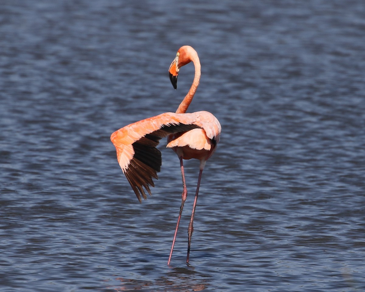 American Flamingo - ML620176016
