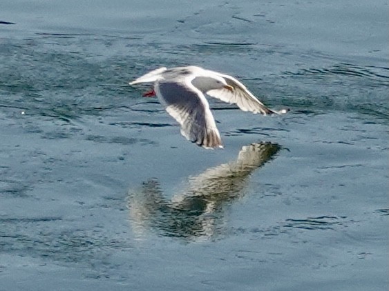 Glaucous-winged Gull - ML620176017