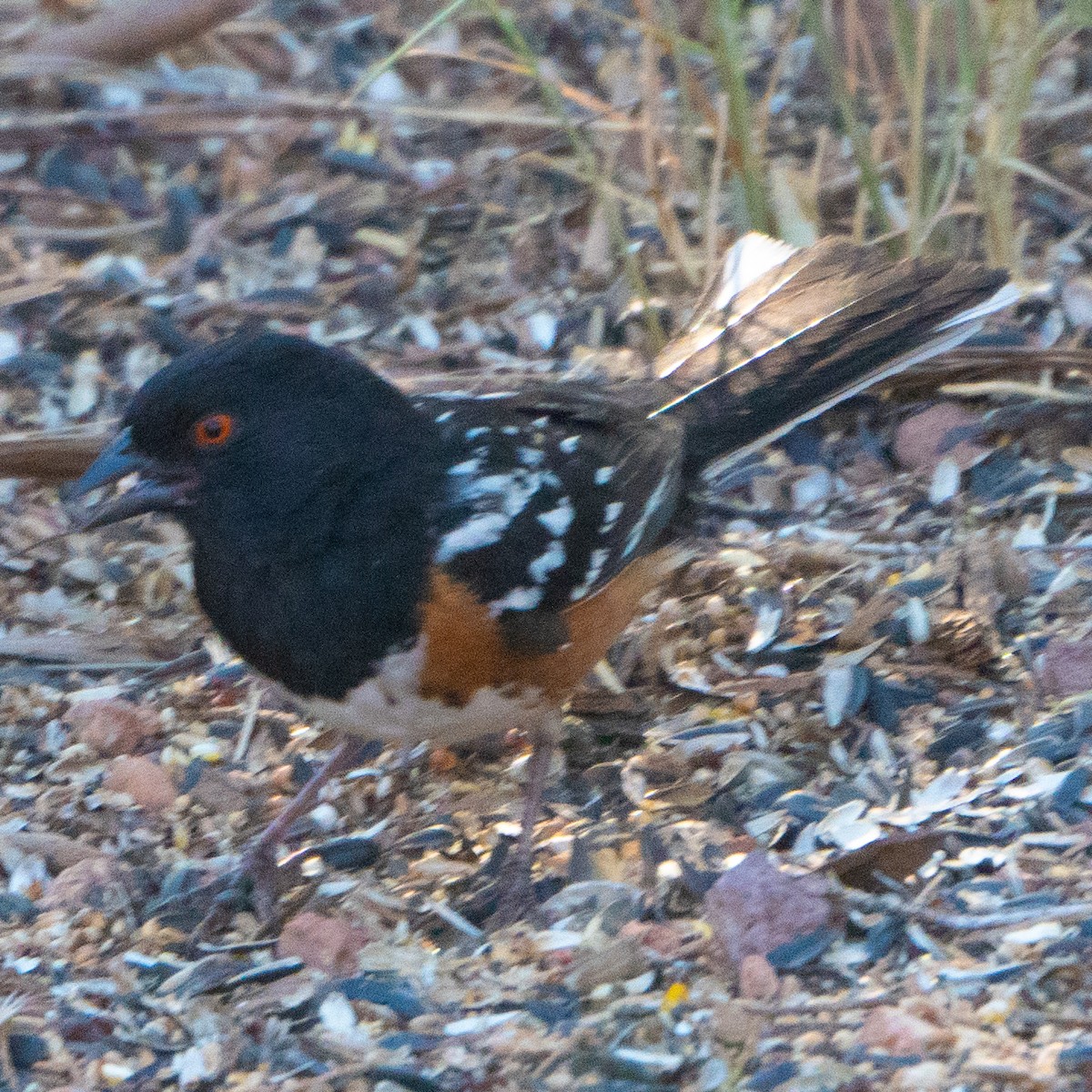 Spotted Towhee - ML620176018