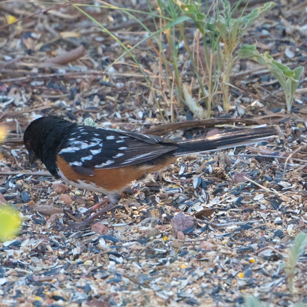 Spotted Towhee - ML620176019