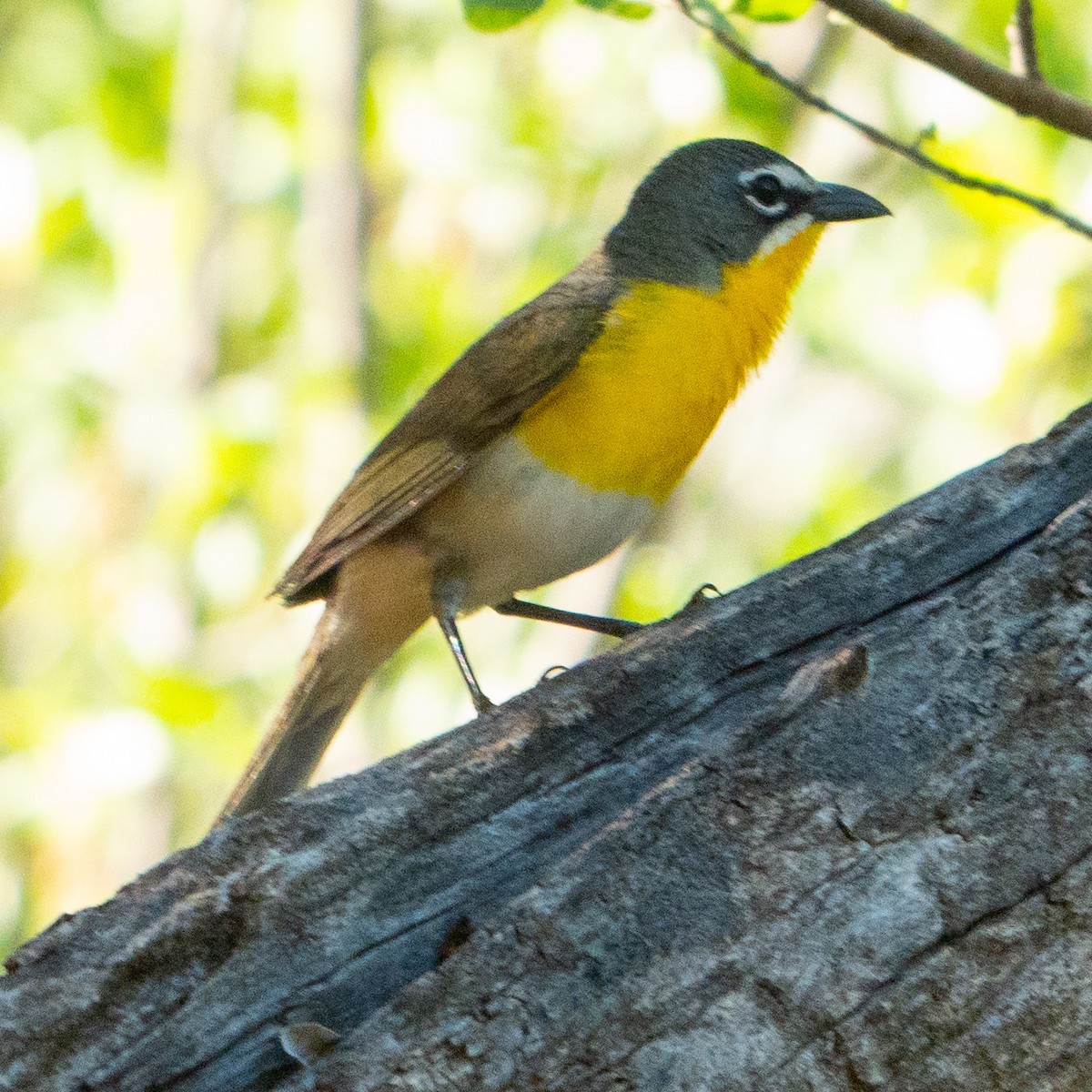 Yellow-breasted Chat - ML620176020
