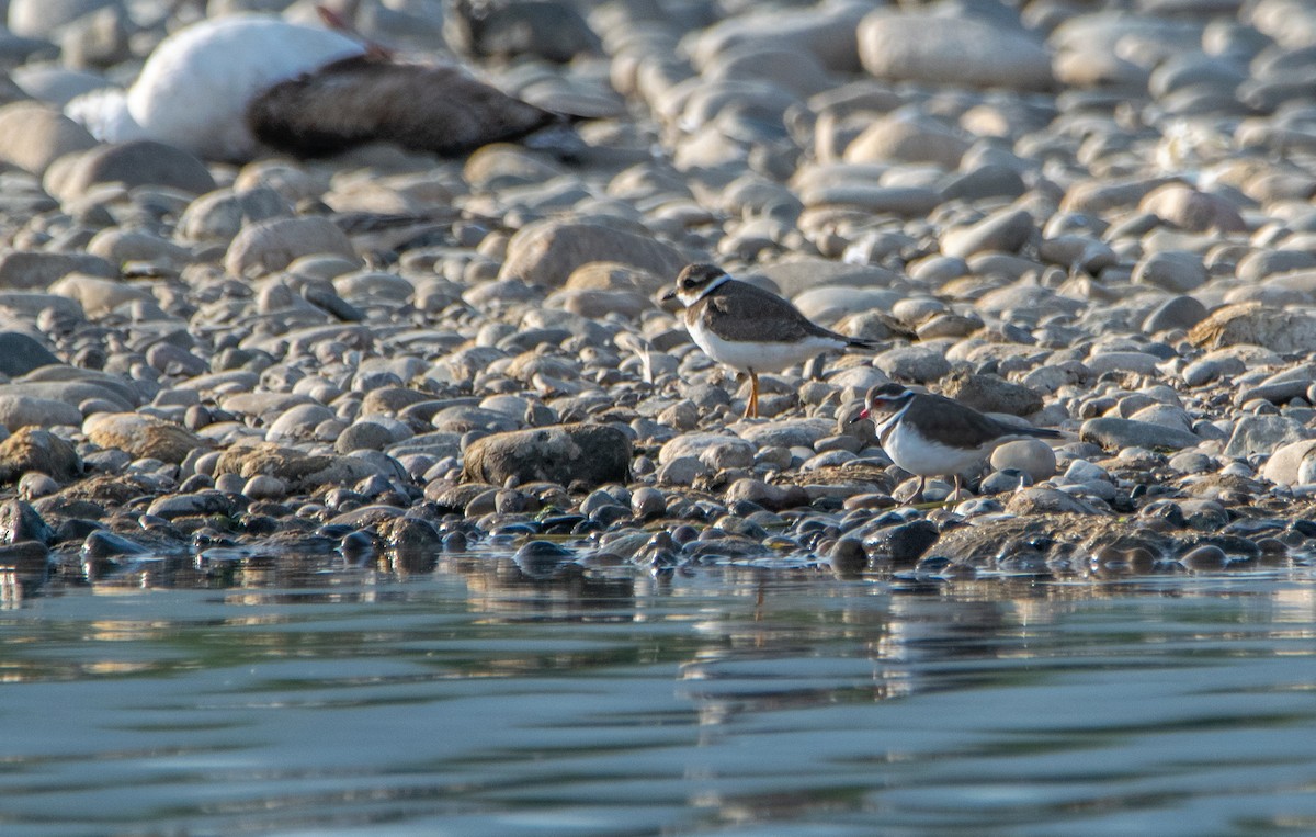 Three-banded Plover - ML620176030