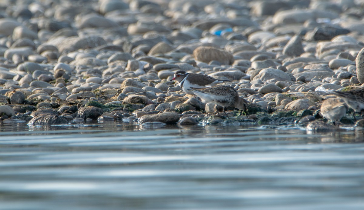 Three-banded Plover - ML620176031
