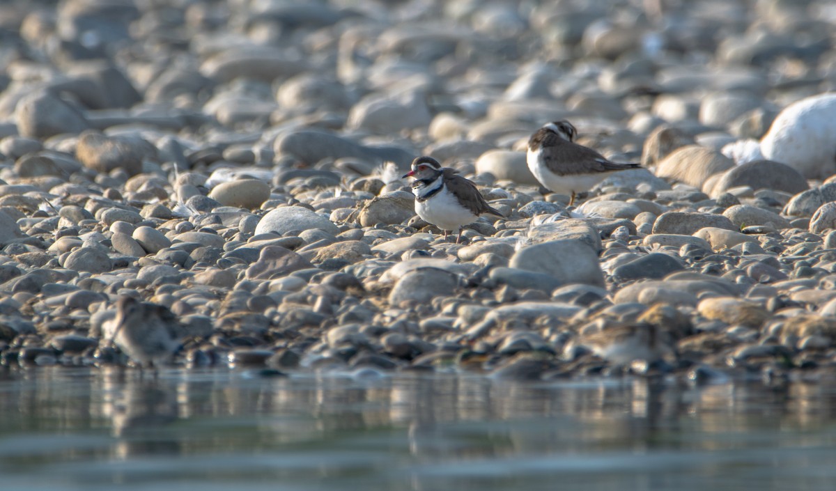 Three-banded Plover - ML620176032