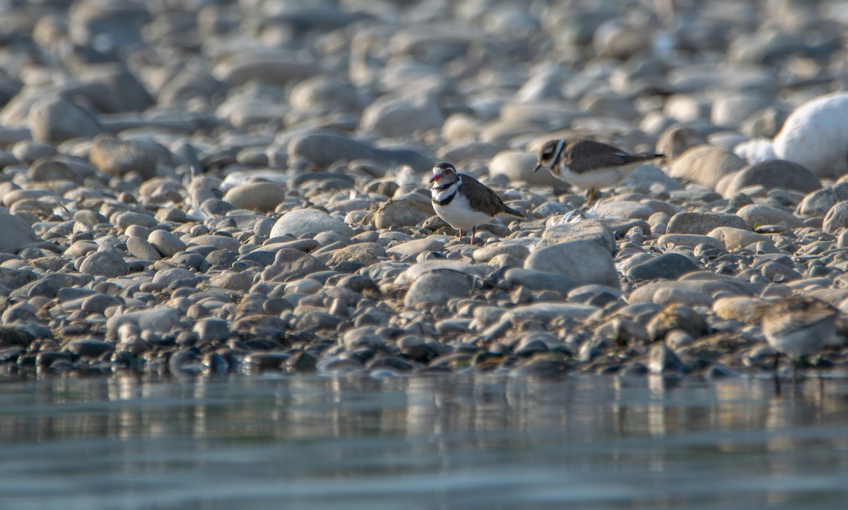 Three-banded Plover - ML620176034