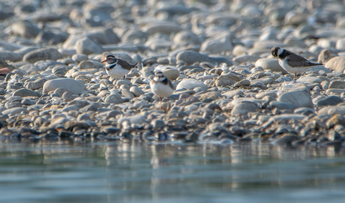 Three-banded Plover - ML620176037