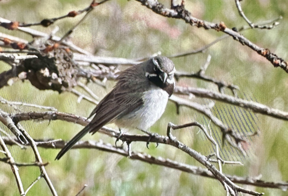 Black-throated Sparrow - ML620176039