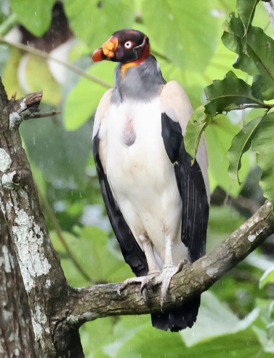 King Vulture - ML620176043