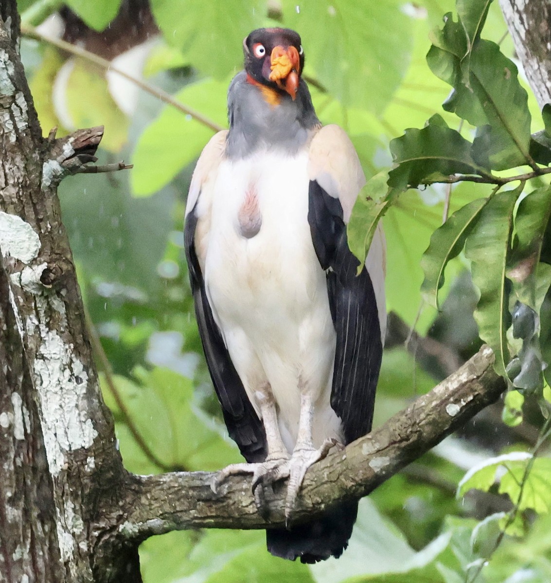 King Vulture - ML620176044