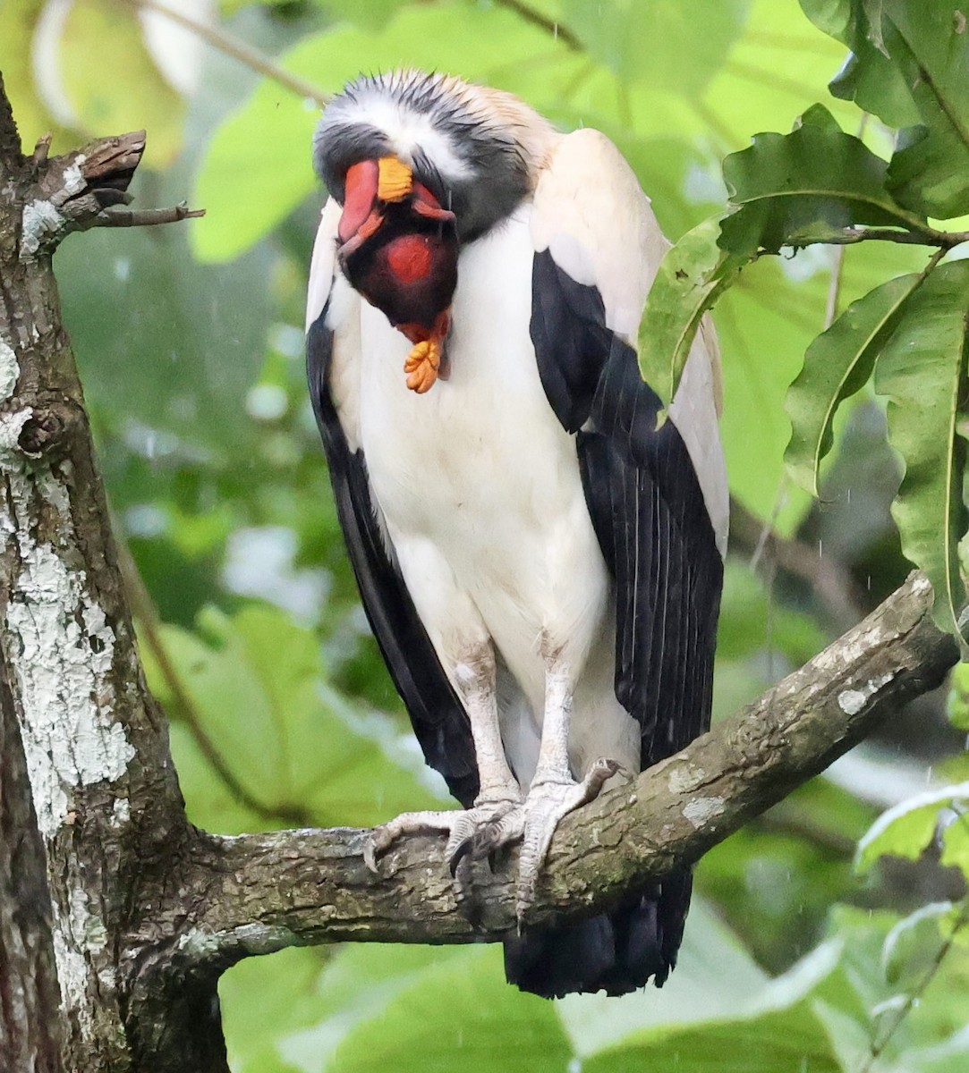 King Vulture - ML620176045