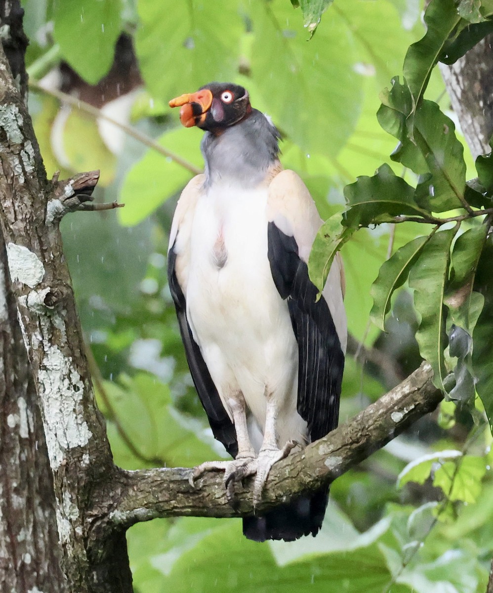 King Vulture - ML620176046