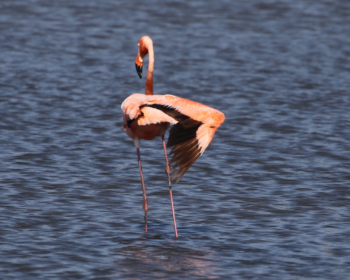 Flamant des Caraïbes - ML620176056