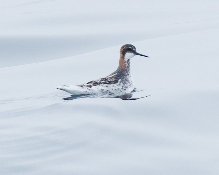 Red-necked Phalarope - Sue Cook