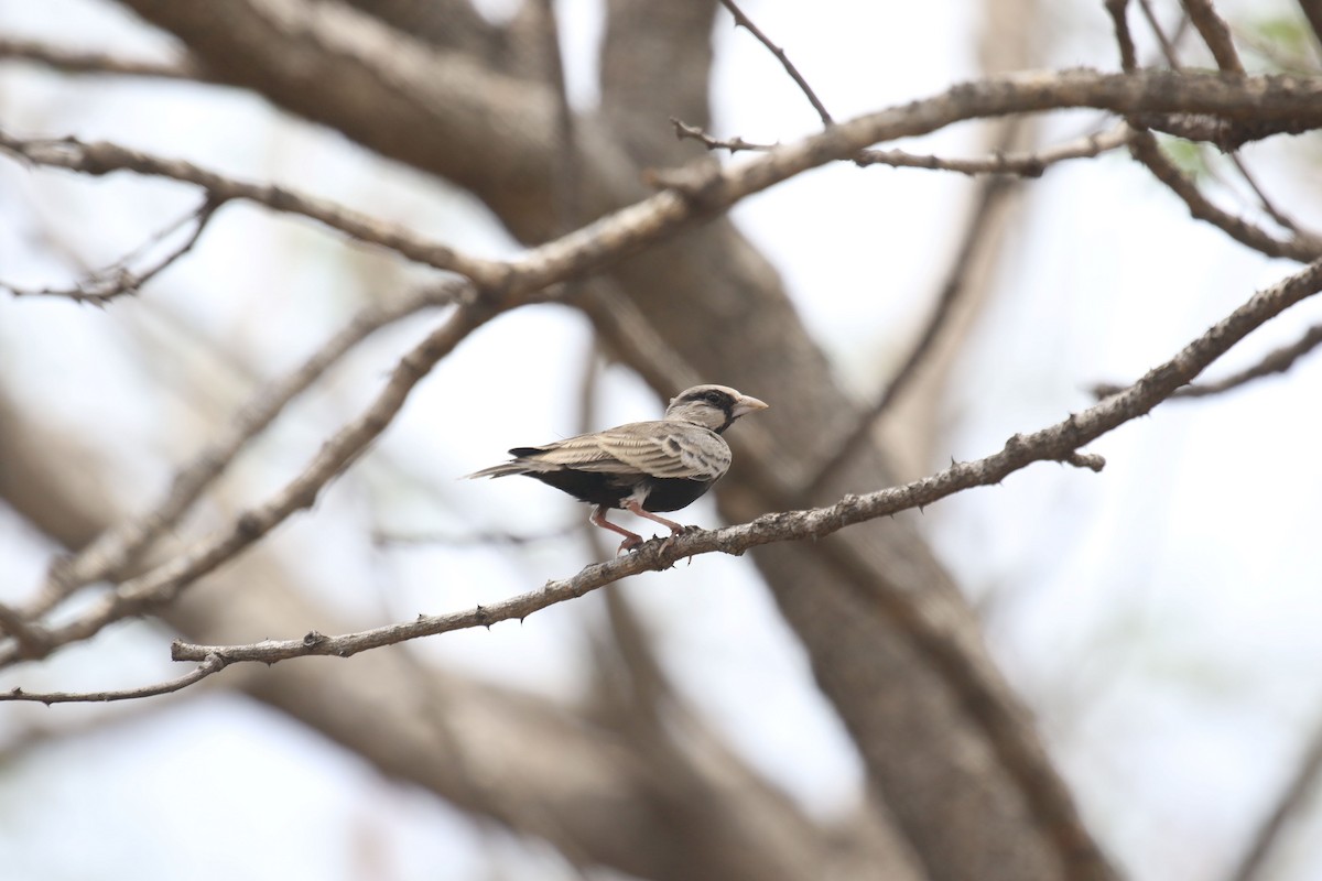 Ashy-crowned Sparrow-Lark - ML620176058