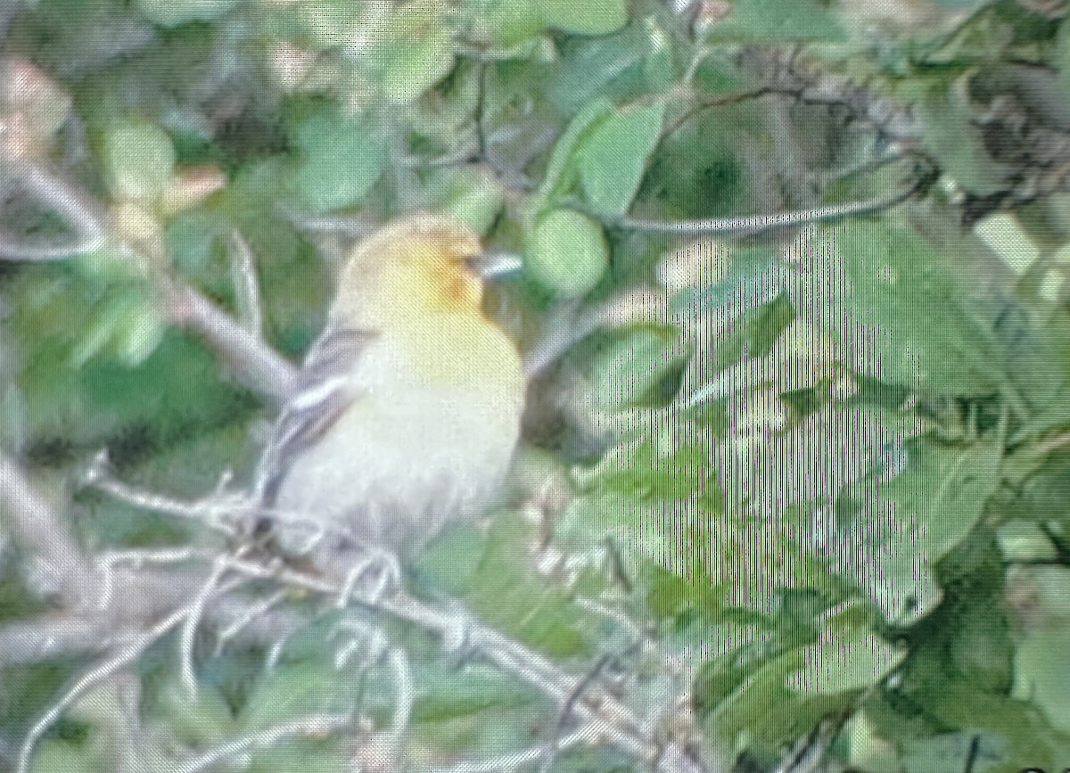 Bullock's Oriole - ML620176062