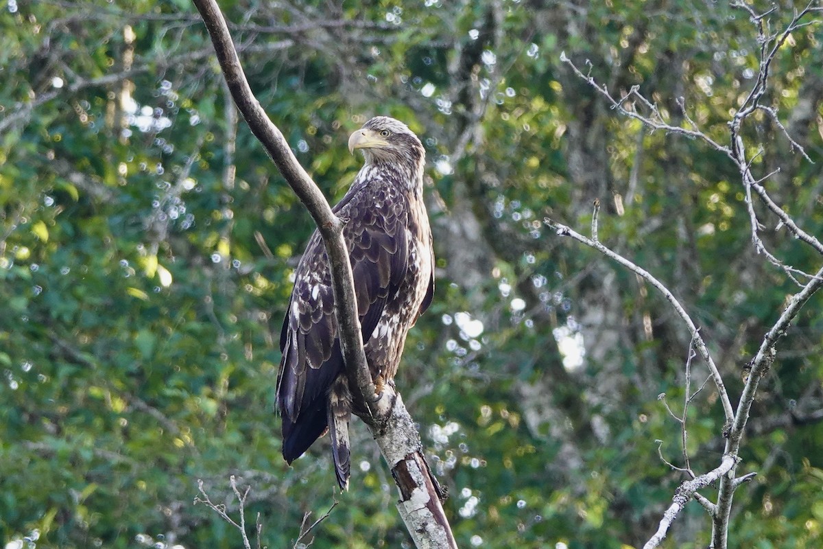 Weißkopf-Seeadler - ML620176065