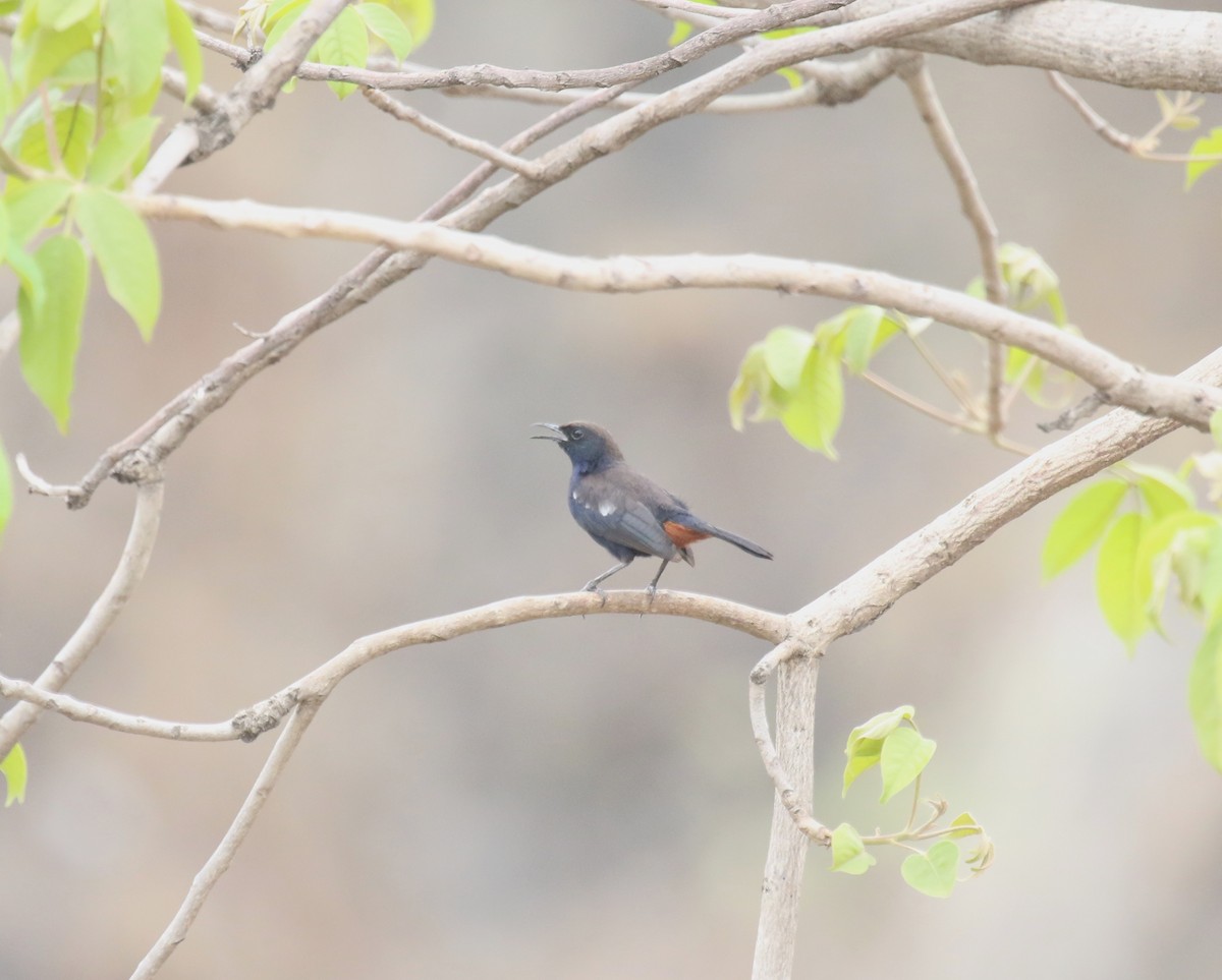 Indian Robin - ML620176066