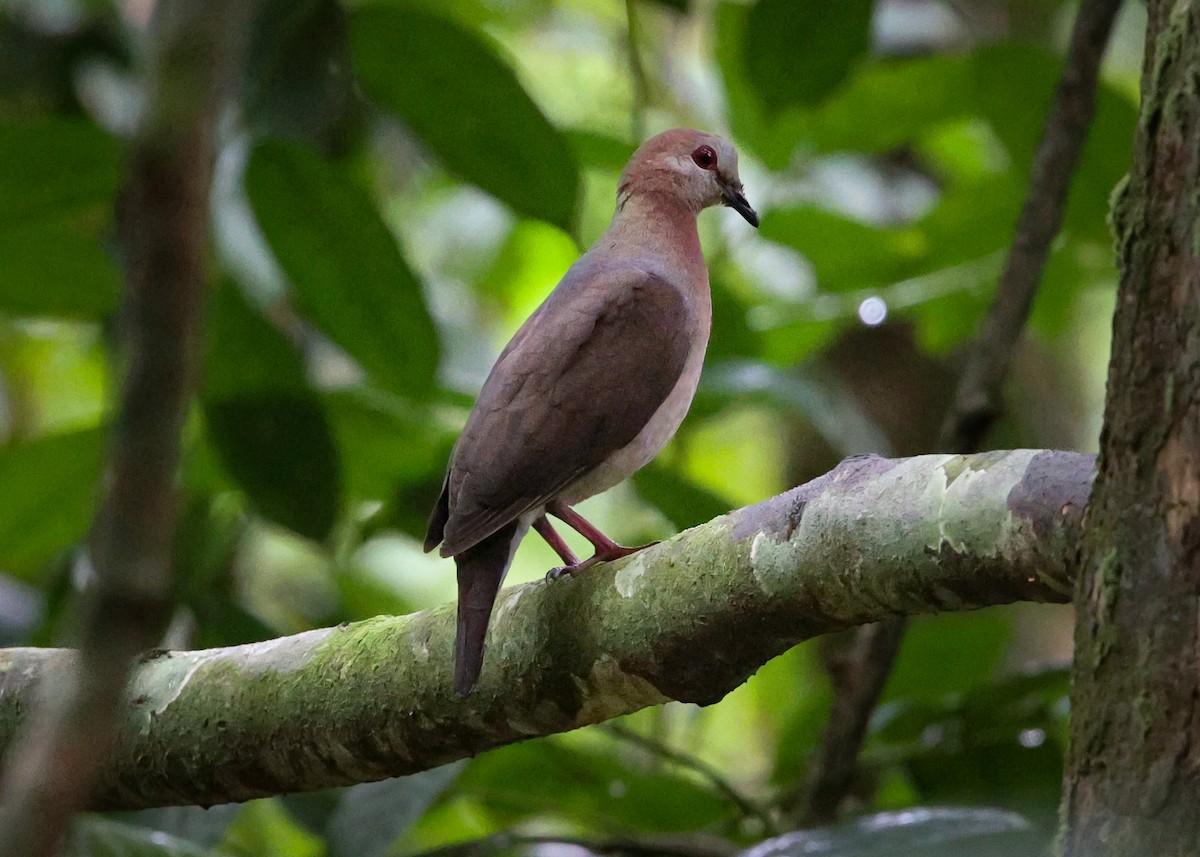 Pigeon à masque blanc (principalis) - ML620176085