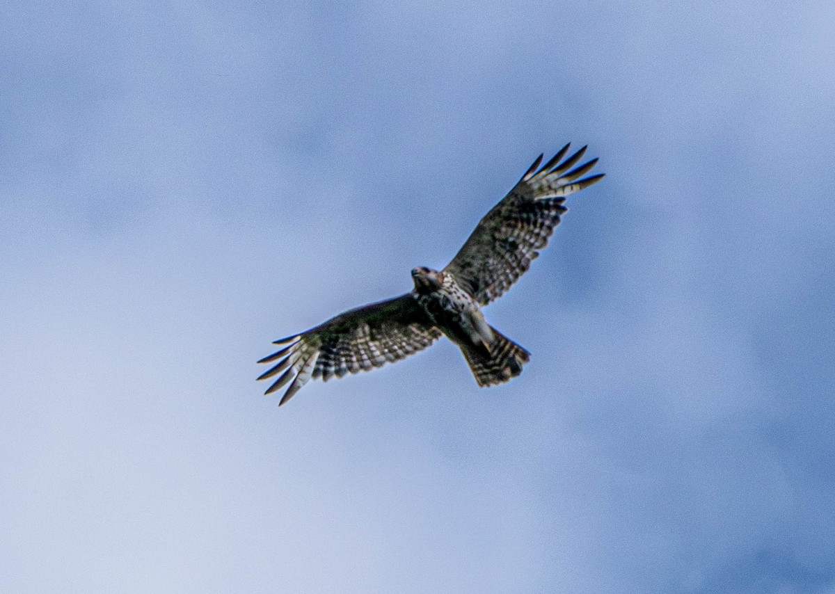 Red-shouldered Hawk - ML620176089