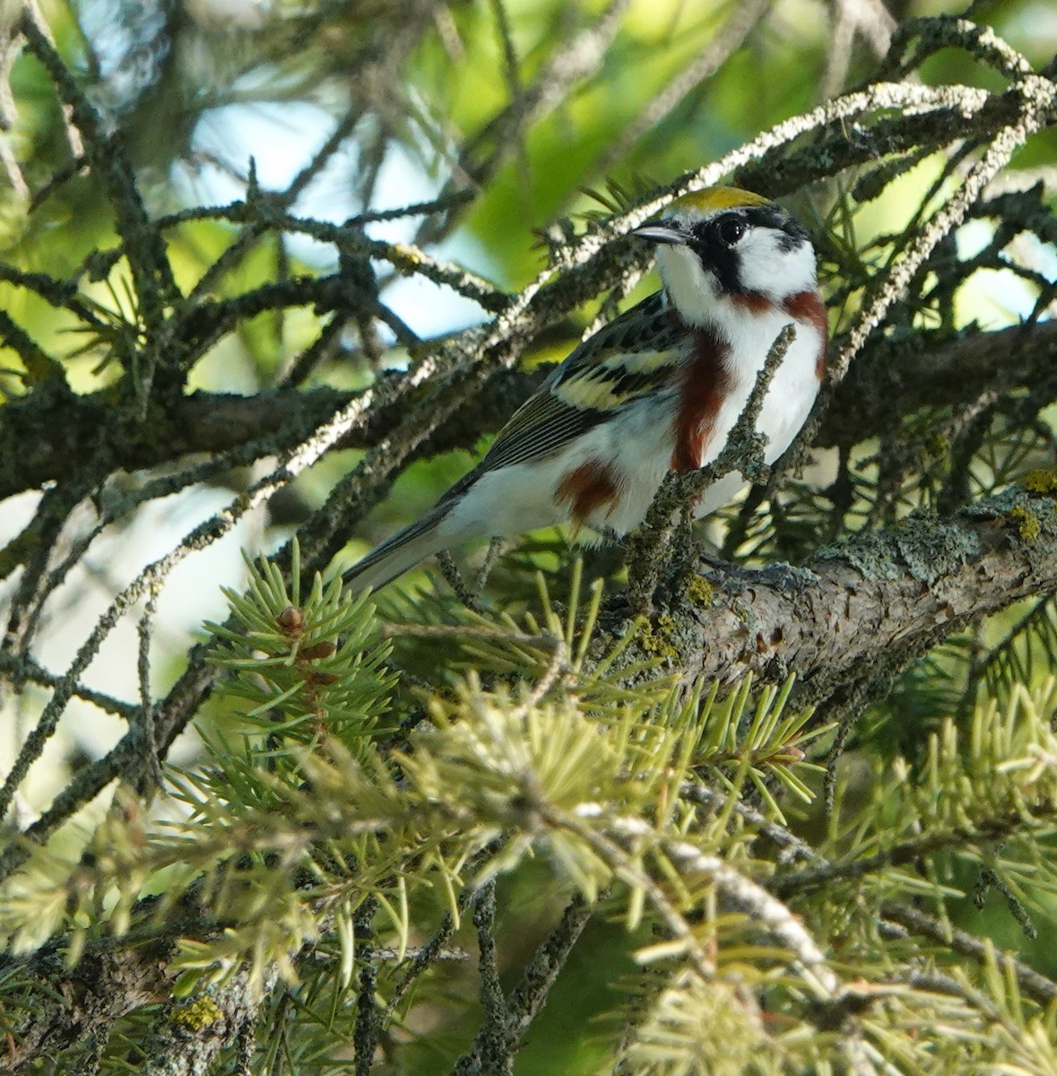 Chestnut-sided Warbler - ML620176094