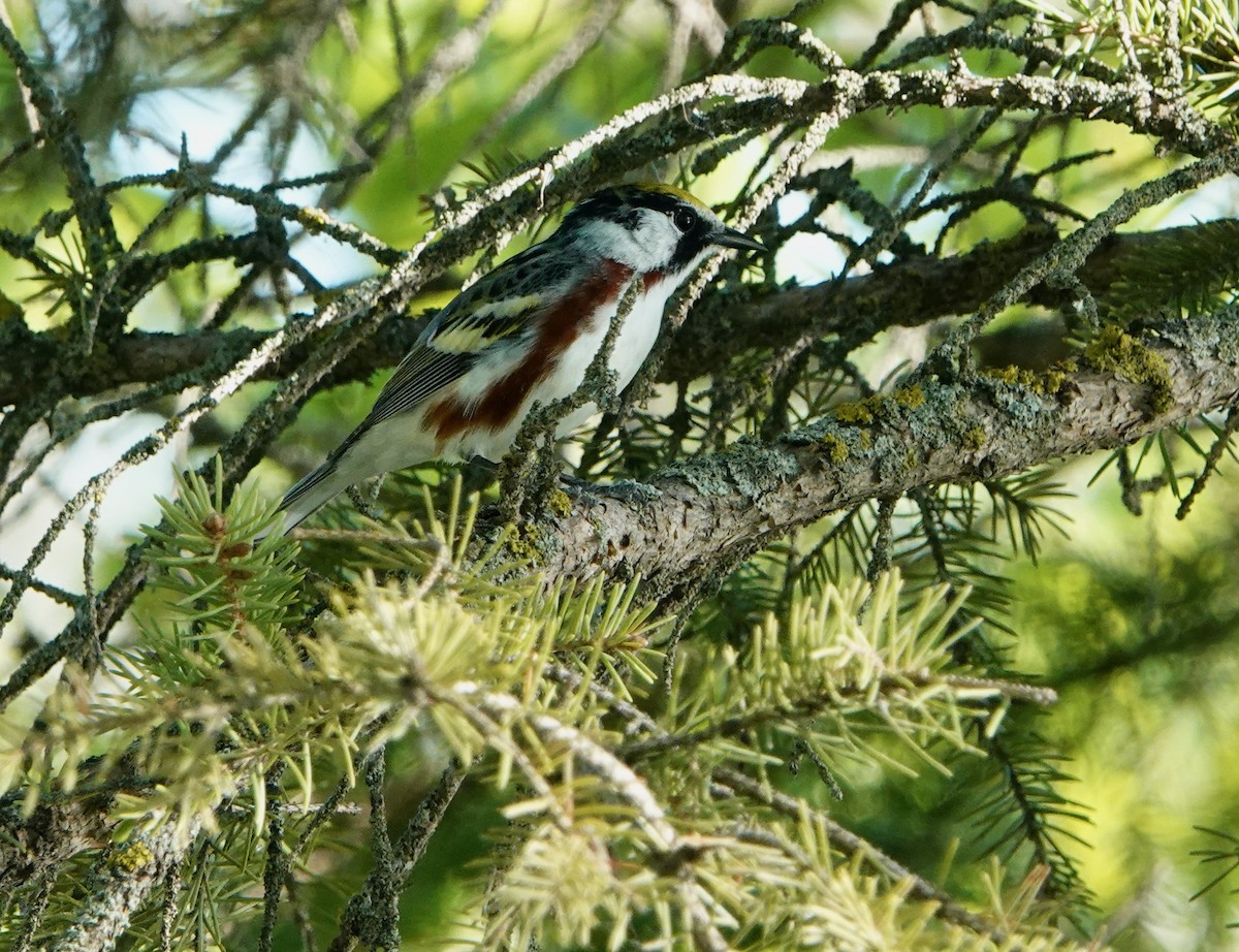 Chestnut-sided Warbler - ML620176095