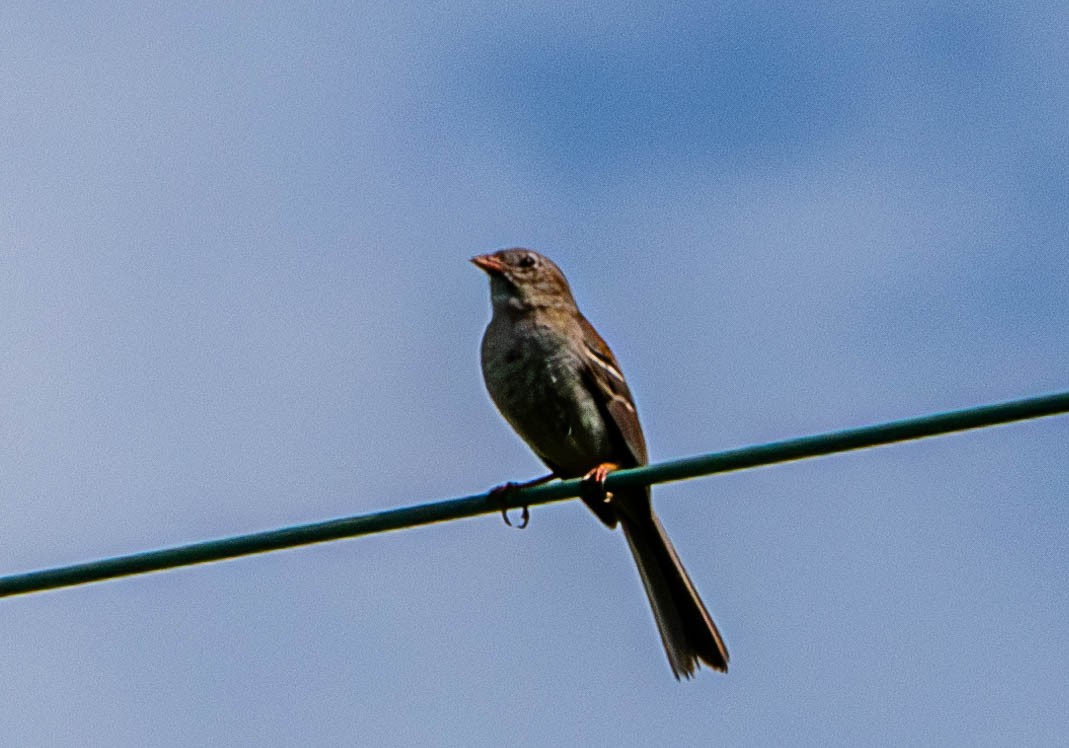 Field Sparrow - ML620176119