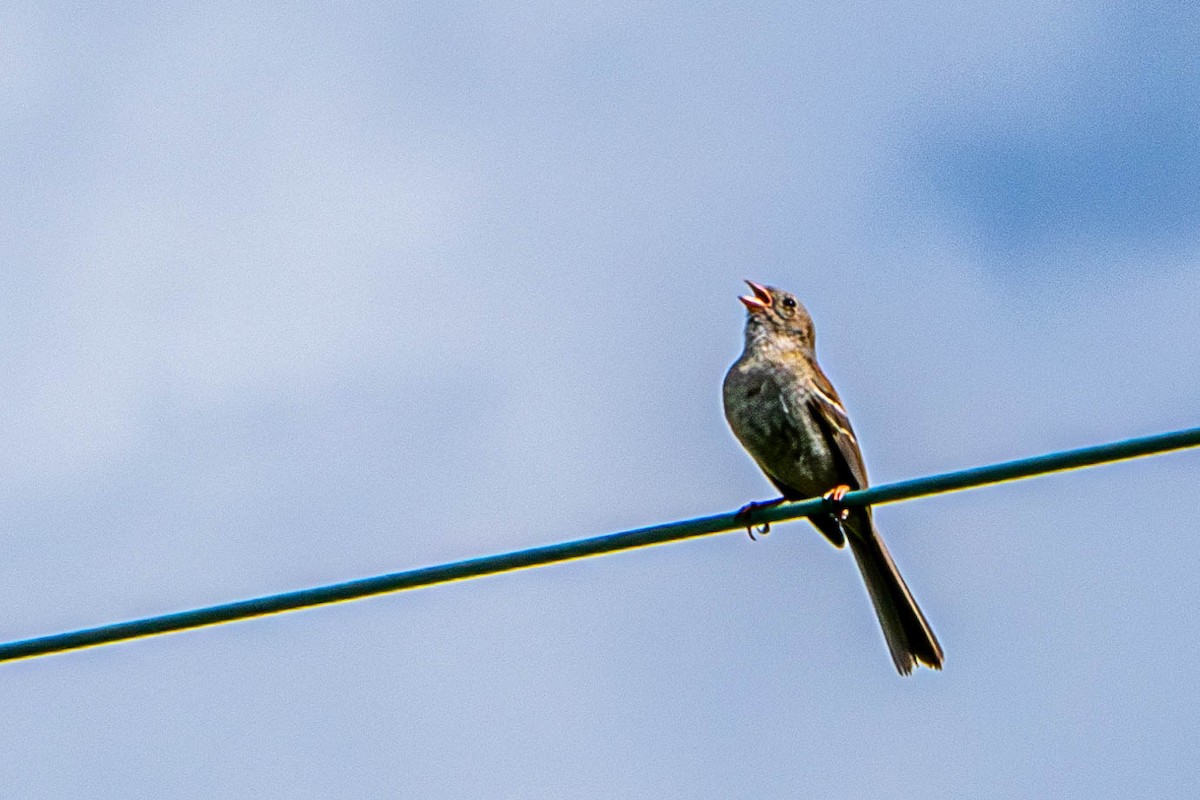 Field Sparrow - ML620176120