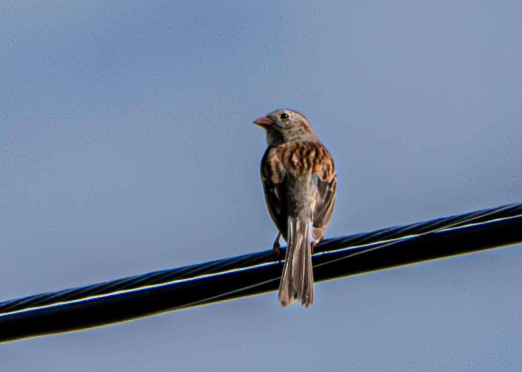 Field Sparrow - ML620176121