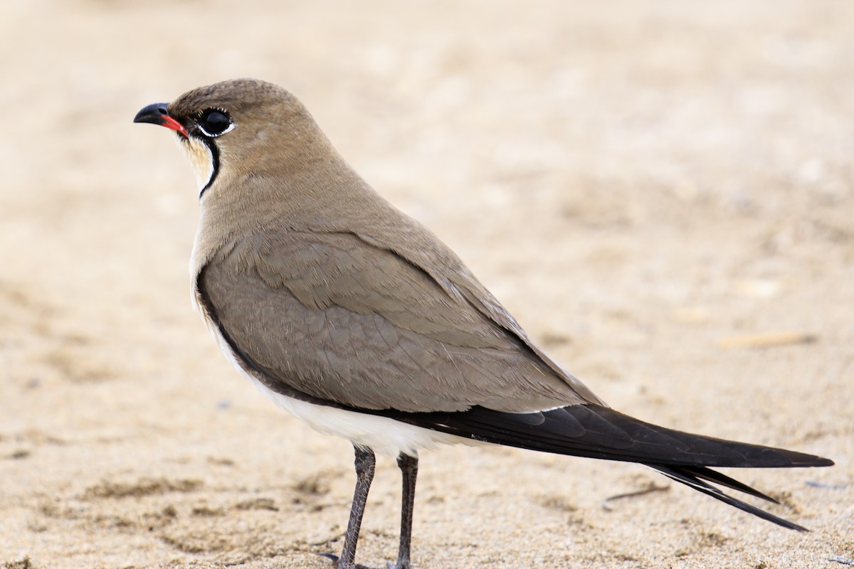 Collared Pratincole - ML620176125