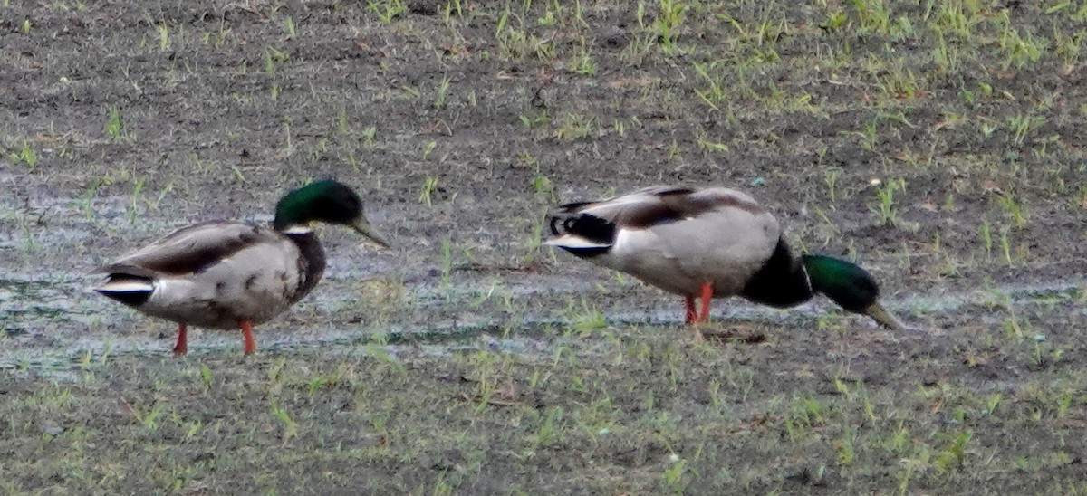 Canard colvert - ML620176127