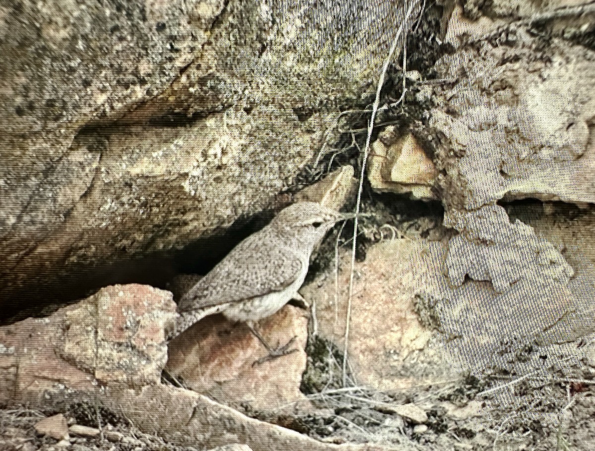 Troglodyte des rochers - ML620176131