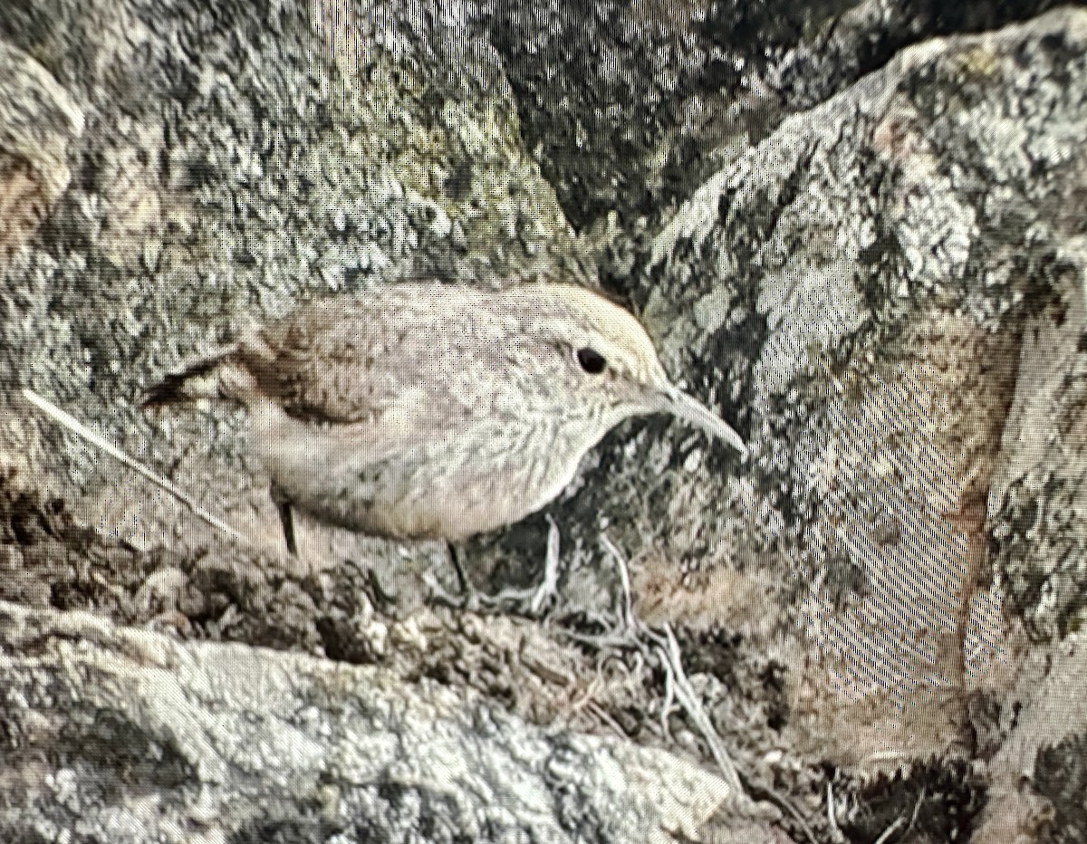 Troglodyte des rochers - ML620176132