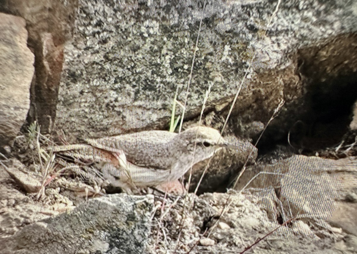 Troglodyte des rochers - ML620176134