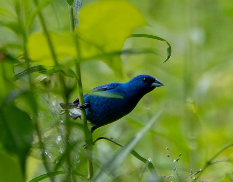 Indigo Bunting - ML620176137