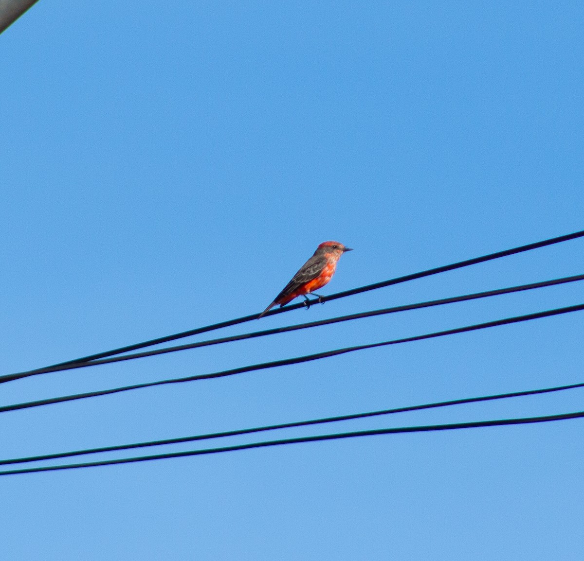 Vermilion Flycatcher - ML620176142