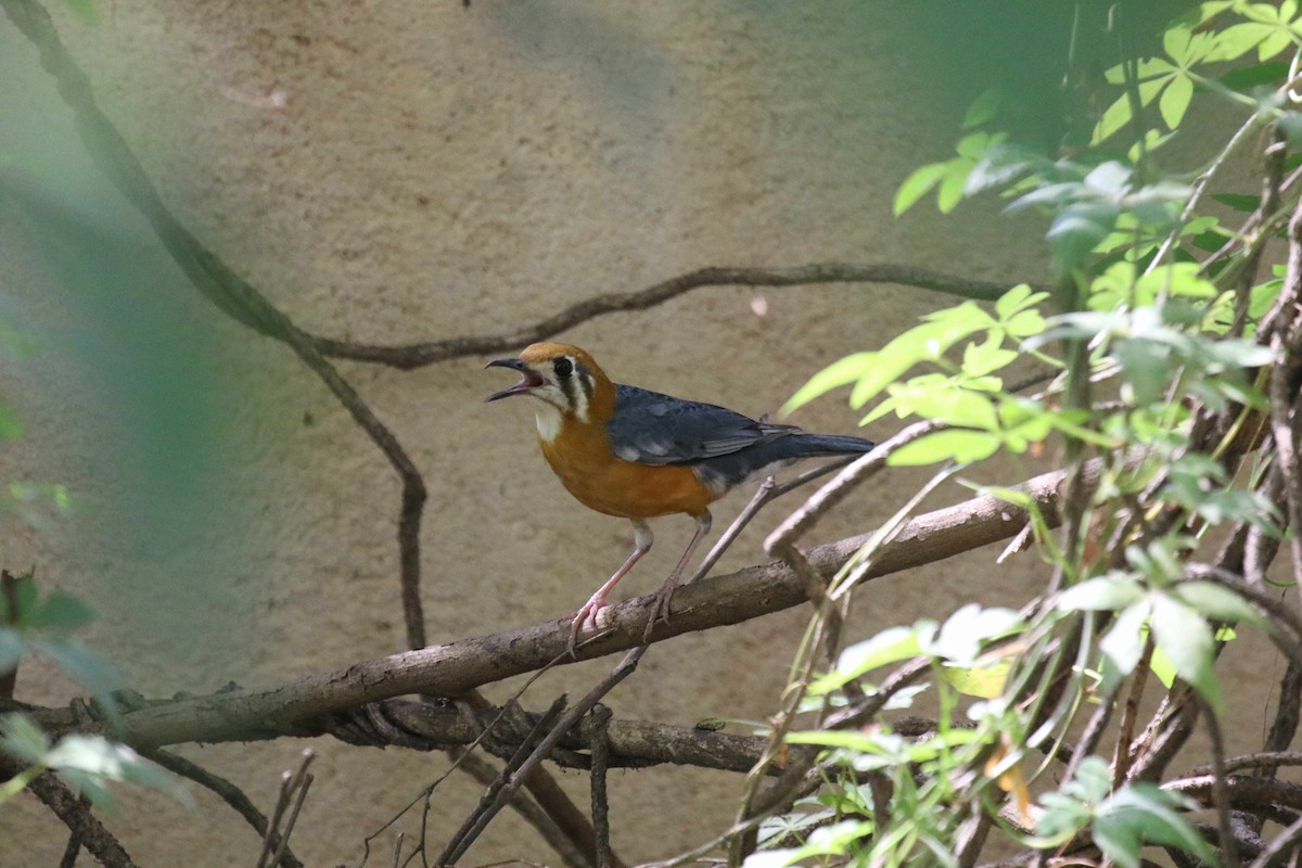 Orange-headed Thrush - ML620176145