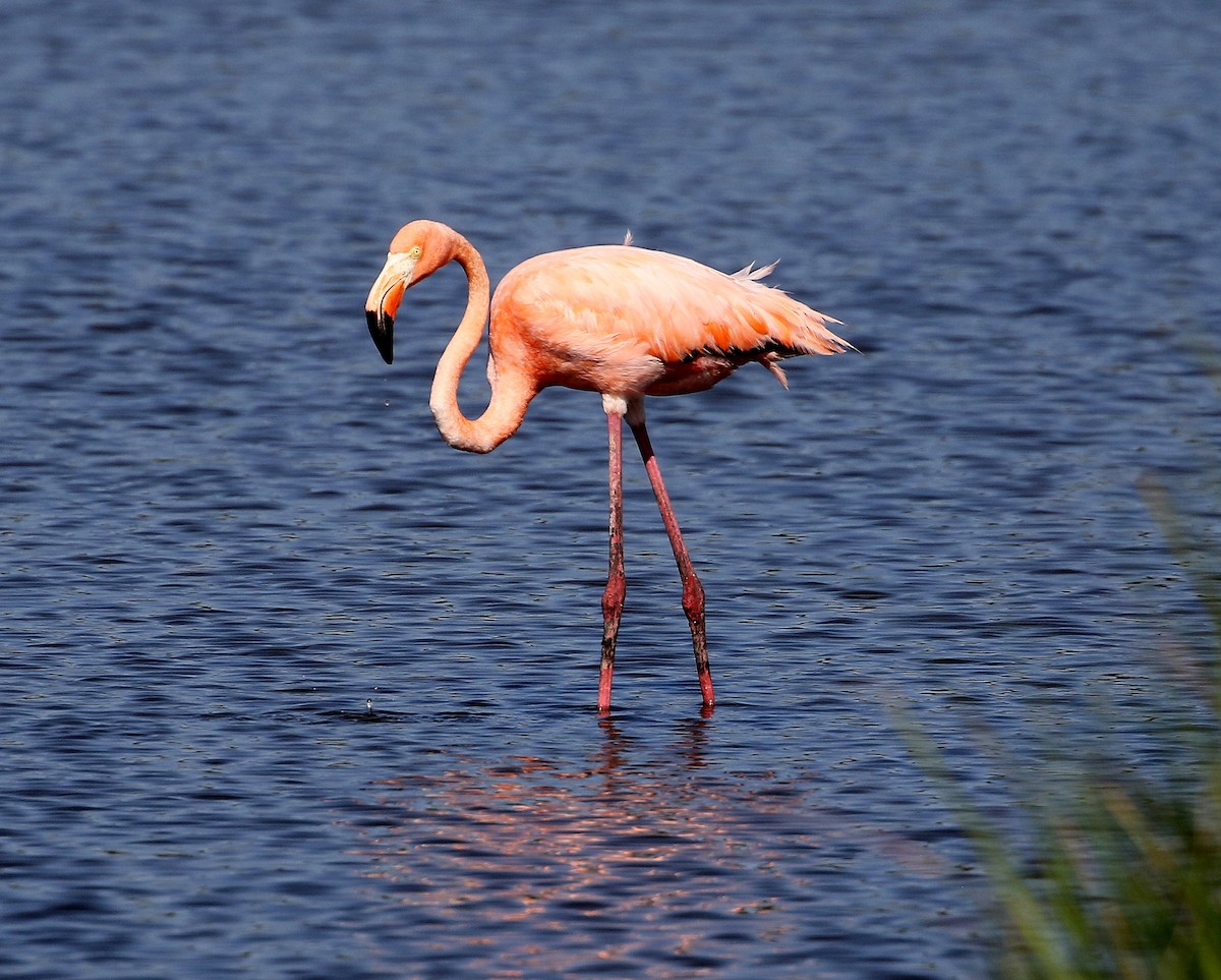 American Flamingo - ML620176151