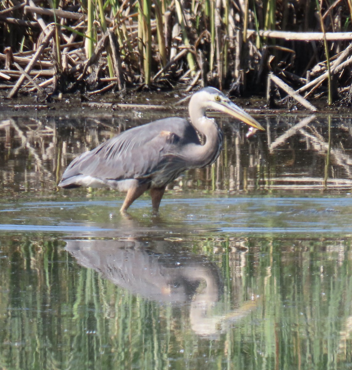 Great Blue Heron - ML620176182