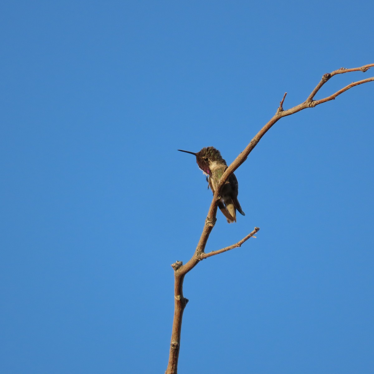 Costa's Hummingbird - ML620176185