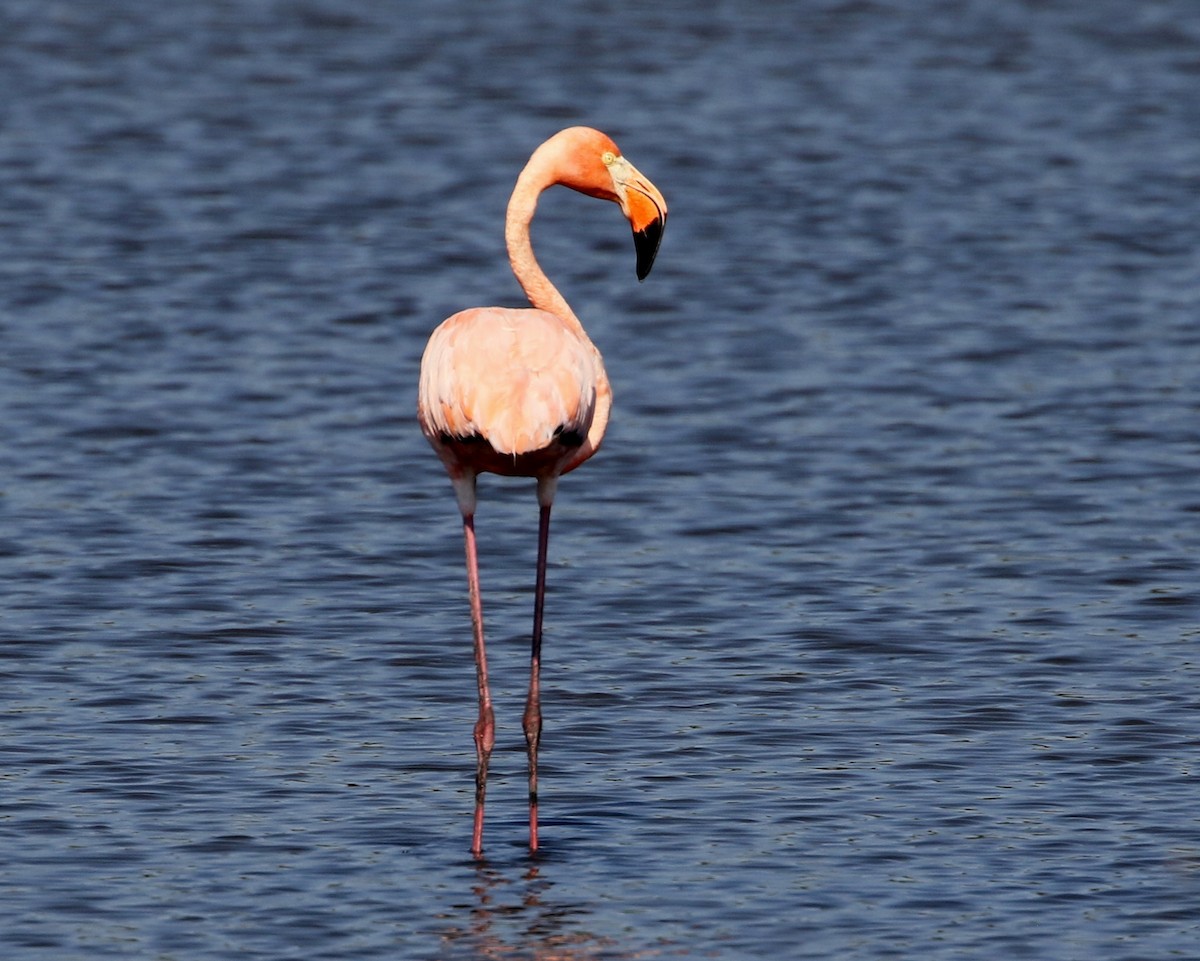 American Flamingo - ML620176186